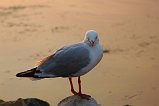 Silver Gull 100
